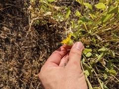 Grindelia camporum