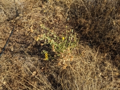 Grindelia camporum