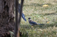 Cyanopica cyanus
