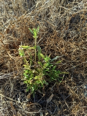 Grindelia camporum
