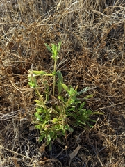 Grindelia camporum