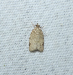 Clepsis virescana