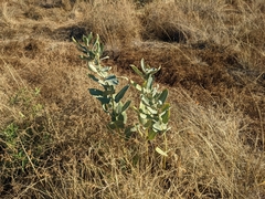 Asclepias speciosa