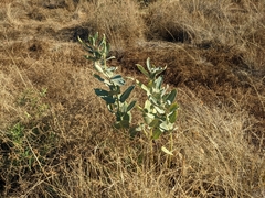 Asclepias speciosa