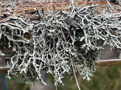 Hypogymnia imshaugii