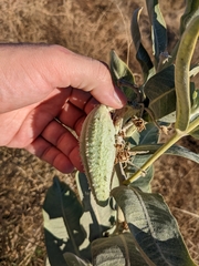 Asclepias speciosa