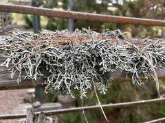 Hypogymnia imshaugii