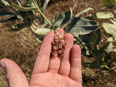 Asclepias speciosa