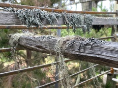 Hypogymnia imshaugii
