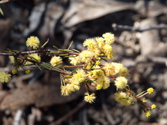 Acacia aculeatissima