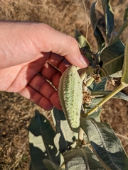 Asclepias speciosa