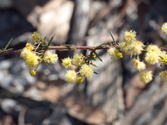 Acacia aculeatissima