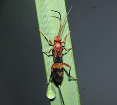 Compsocryptus texensis