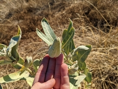 Asclepias speciosa