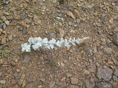 Artemisia saitoana