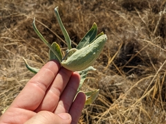 Asclepias speciosa