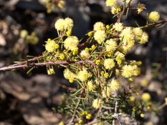 Acacia aculeatissima