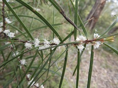 Hakea ulicina