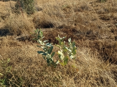 Asclepias speciosa