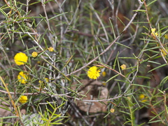 Acacia brownii