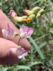 Lathyrus graminifolius