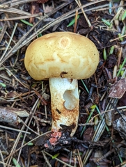 Russula mutabilis