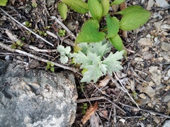 Artemisia saitoana