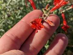 Epilobium canum