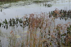 Scirpus pedicellatus