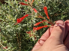 Epilobium canum