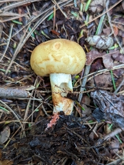 Russula mutabilis