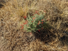 Epilobium canum