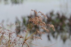 Scirpus pedicellatus
