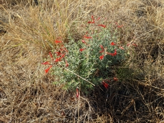 Epilobium canum