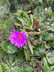 Carpobrotus glaucescens