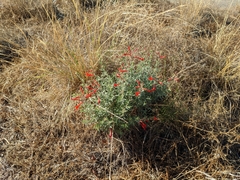 Epilobium canum