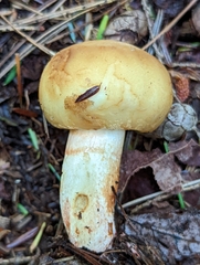 Russula mutabilis