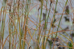 Scirpus pedicellatus