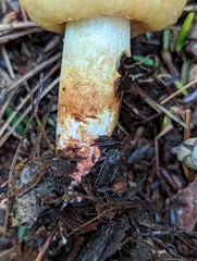 Russula mutabilis