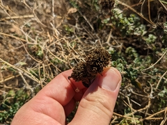 Monardella villosa