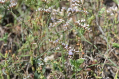 Limonium carolinianum