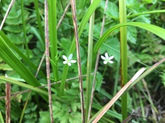 Arenaria paludicola