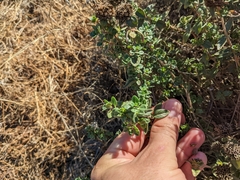 Monardella villosa