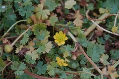 Ranunculus gmelinii