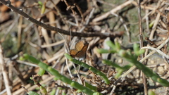 Brephidium pseudofea