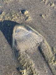 Aequorea victoria