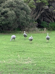 Cereopsis novaehollandiae