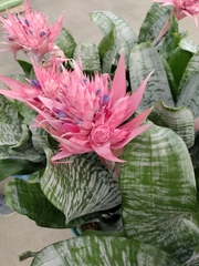 Aechmea fasciata