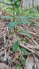 Spermacoce latifolia