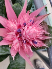 Aechmea fasciata